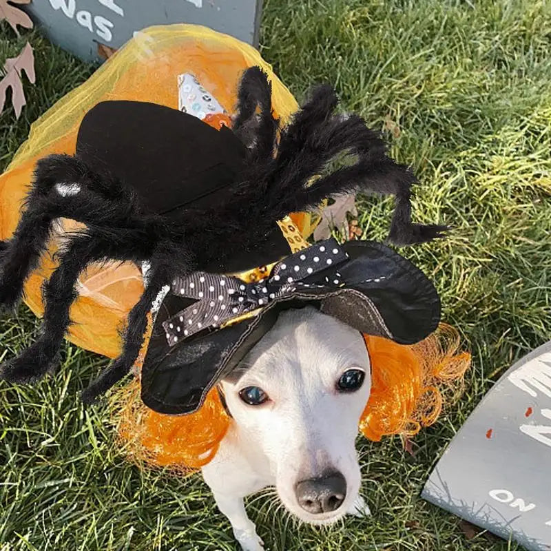 Halloween Pet Spider Costume